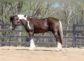 Gypsy Horse Mix, Gelding, 5 years, 16.1 hh