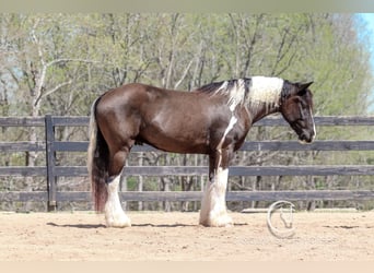 Gypsy Horse Mix, Gelding, 5 years, 16.1 hh