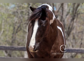 Gypsy Horse Mix, Gelding, 5 years, 16.1 hh