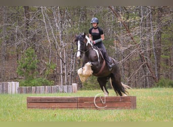 Gypsy Horse Mix, Gelding, 5 years, 16.1 hh
