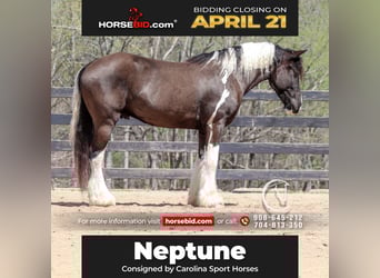 Gypsy Horse Mix, Gelding, 5 years, 16.1 hh