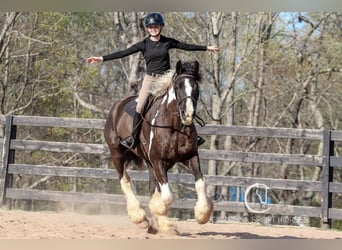 Gypsy Horse Mix, Gelding, 5 years, 16.1 hh
