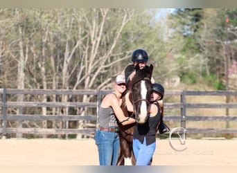Gypsy Horse Mix, Gelding, 5 years, 16.1 hh