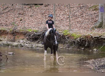 Gypsy Horse Mix, Gelding, 5 years, 16.1 hh
