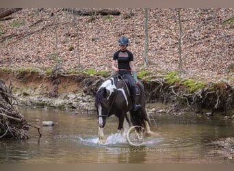 Gypsy Horse Mix, Gelding, 5 years, 16.1 hh
