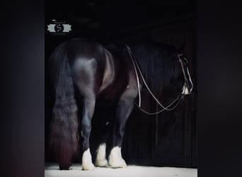 Gypsy Horse, Gelding, 5 years, 16 hh, Black