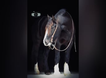 Gypsy Horse, Gelding, 5 years, 16 hh, Black