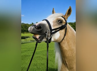 Gypsy Horse, Gelding, 5 years, 16 hh, Palomino