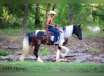 Gypsy Horse, Gelding, 5 years, 16 hh, Tobiano-all-colors