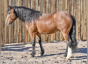 Gypsy Horse Mix, Gelding, 5 years, Bay