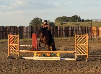 Gypsy Horse, Gelding, 5 years, Bay