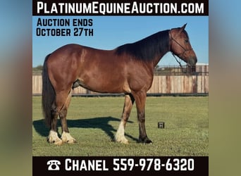 Gypsy Horse, Gelding, 5 years, Bay