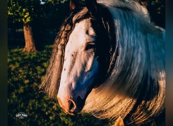 Gypsy Horse, Gelding, 5 years, Pinto