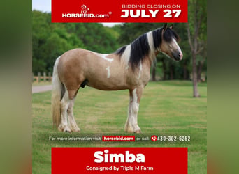 Gypsy Horse Mix, Gelding, 5 years, Pinto