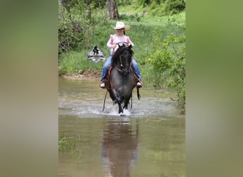 Gypsy Horse, Gelding, 5 years, Roan-Blue