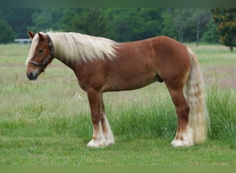 Gypsy Horse Mix, Gelding, 5 years, Sorrel