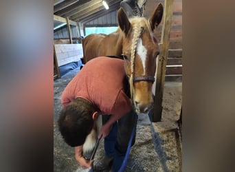 Gypsy Horse Mix, Gelding, 5 years, Sorrel