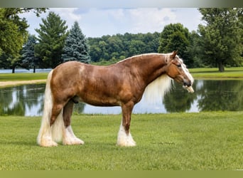 Gypsy Horse, Gelding, 5 years, Sorrel