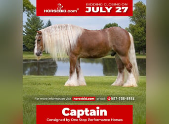 Gypsy Horse, Gelding, 5 years, Sorrel