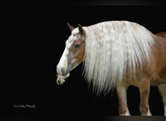 Gypsy Horse, Gelding, 5 years, Sorrel