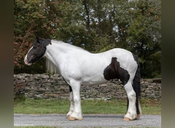 Gypsy Horse, Gelding, 5 years, Tobiano-all-colors