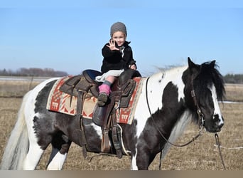 Gypsy Horse, Gelding, 5 years, Tobiano-all-colors