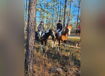 Gypsy Horse, Gelding, 5 years, Tobiano-all-colors