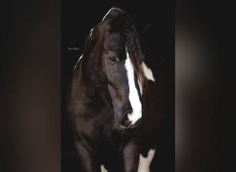 Gypsy Horse, Gelding, 5 years, Tobiano-all-colors