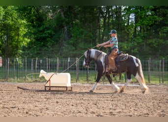 Gypsy Horse Mix, Gelding, 5 years