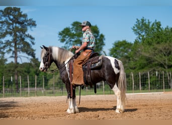 Gypsy Horse Mix, Gelding, 5 years