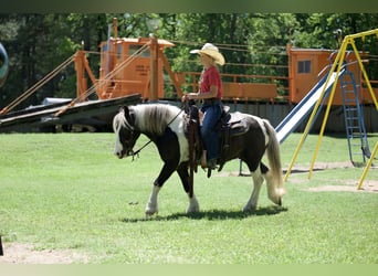 Gypsy Horse Mix, Gelding, 5 years