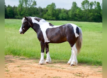 Gypsy Horse Mix, Gelding, 5 years