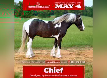 Gypsy Horse Mix, Gelding, 5 years