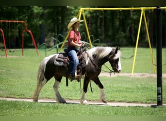 Gypsy Horse Mix, Gelding, 5 years