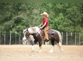 Gypsy Horse Mix, Gelding, 5 years