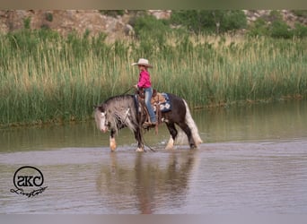 Gypsy Horse Mix, Gelding, 5 years