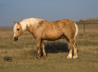 Gypsy Horse Mix, Gelding, 6 years, 11.2 hh, Palomino