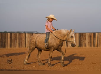 Gypsy Horse Mix, Gelding, 6 years, 11.2 hh, Palomino