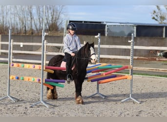 Gypsy Horse, Gelding, 6 years, 11,2 hh, Black