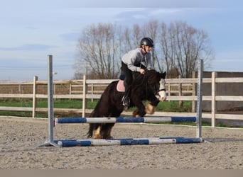Gypsy Horse, Gelding, 6 years, 11,2 hh, Black