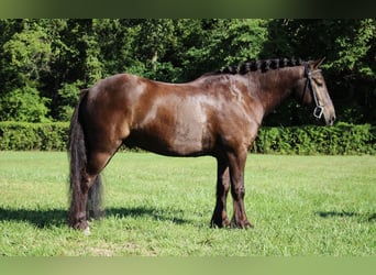 Gypsy Horse, Gelding, 6 years, 12.1 hh, Bay