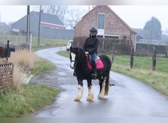 Gypsy Horse, Gelding, 6 years, 12.1 hh, Black