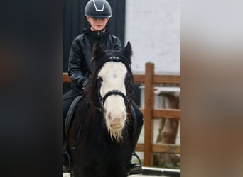 Gypsy Horse, Gelding, 6 years, 12,1 hh, Black