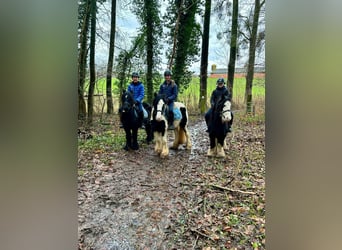 Gypsy Horse, Gelding, 6 years, 12,1 hh, Black