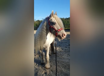 Gypsy Horse, Gelding, 6 years, 12.1 hh, Cremello