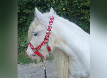 Gypsy Horse, Gelding, 6 years, 12.1 hh, Cremello