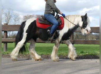 Gypsy Horse, Gelding, 6 years, 12.3 hh, Pinto