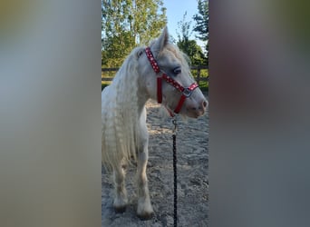 Gypsy Horse, Gelding, 6 years, 12,1 hh, Cremello