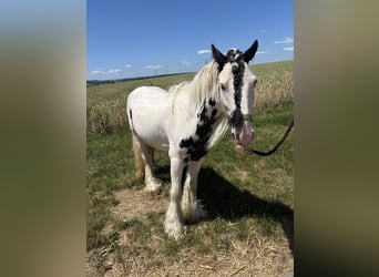 Gypsy Horse, Gelding, 6 years, 12,2 hh, Leopard-Piebald