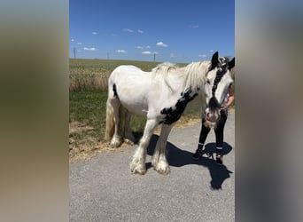 Gypsy Horse, Gelding, 6 years, 12,2 hh, Leopard-Piebald